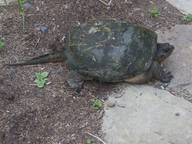 Turtle 3 790 xxx