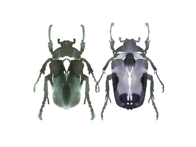Singh beetles 790 xxx