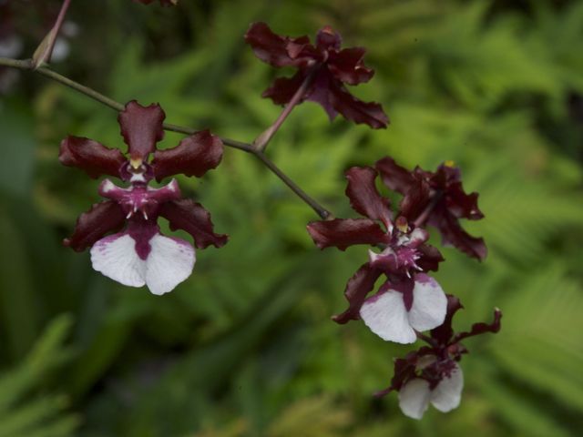 Orchids 790 xxx