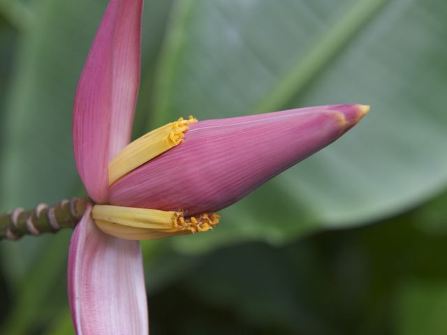 Banana flower 790 xxx