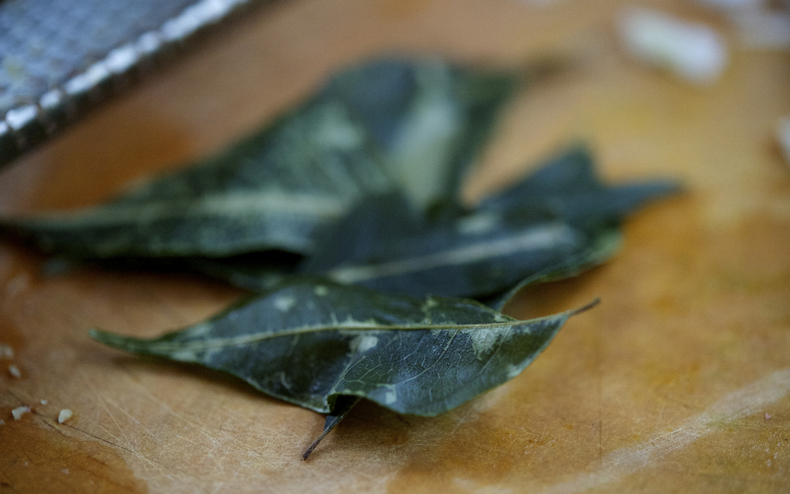 Curry leaves 790 xxx