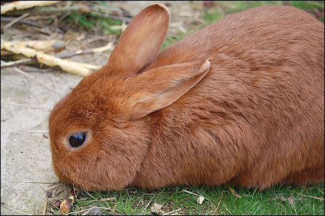 Ginger rabbit 790 xxx