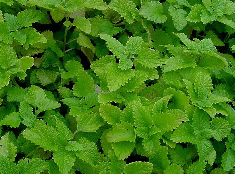 Lemon balm2 790 xxx