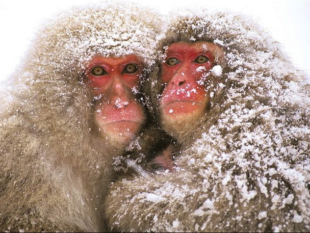 Snow monkeys 790 xxx