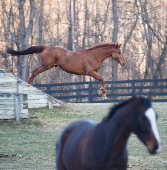 Jumpinghorse1 790 xxx