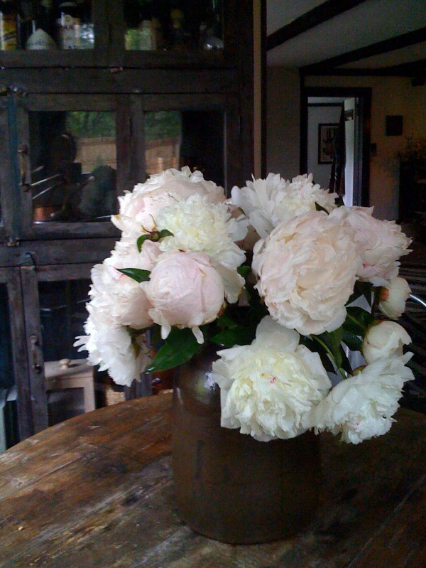 Whitepeonies1 790 xxx