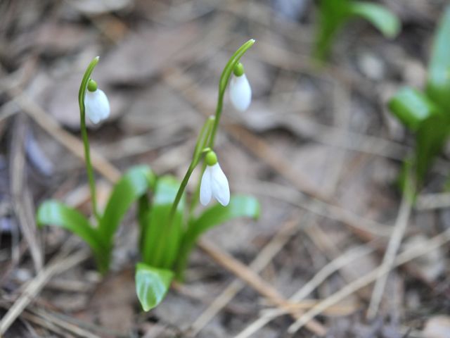 Snowdrops 790 xxx