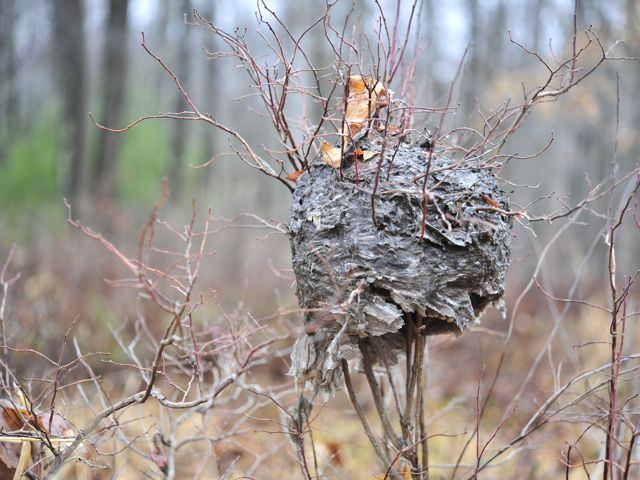 Wasps nest 790 xxx