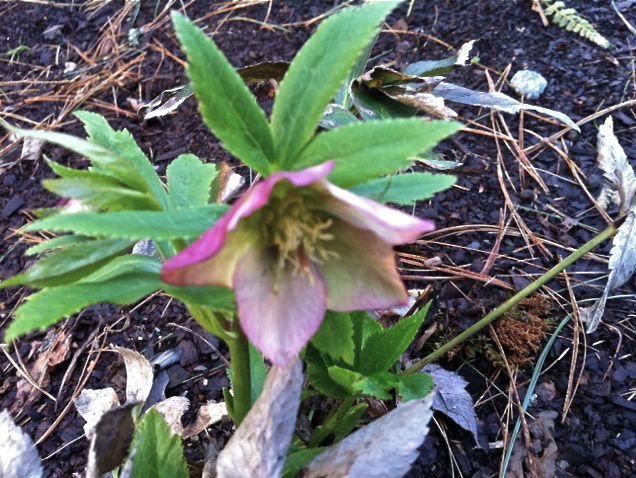 Hellebore 790 xxx