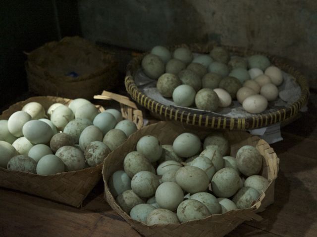 Duck eggs 790 xxx