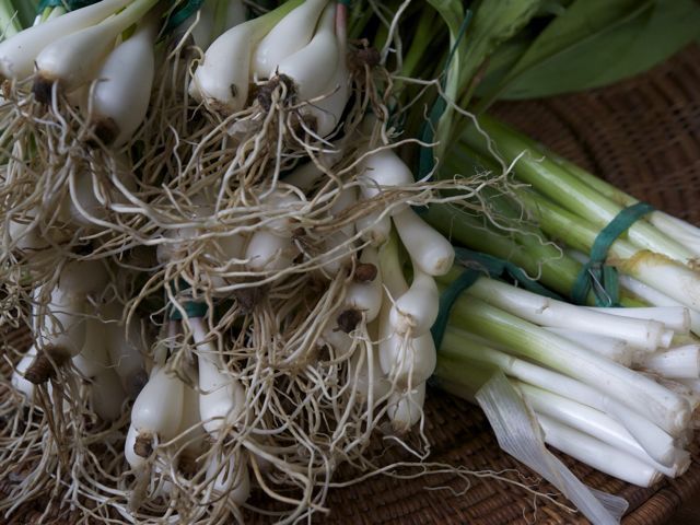 Ramps scallions 790 xxx