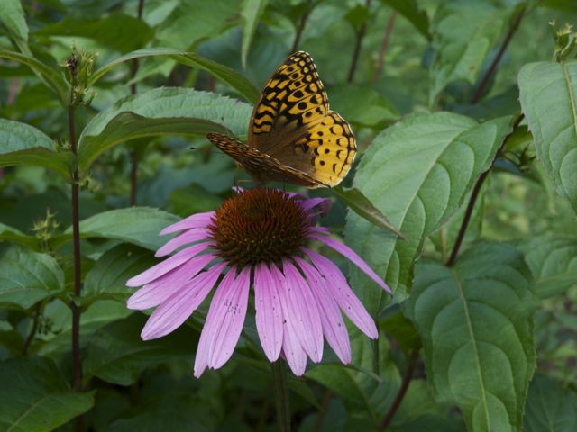 Echinacea butterfly 790 xxx