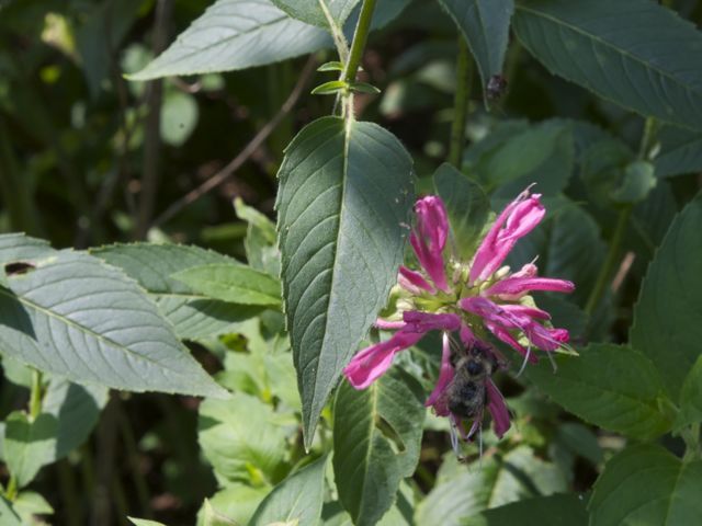 Bee balm 790 xxx