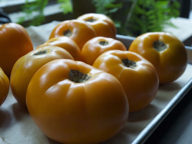 Tomatoes1 790 xxx