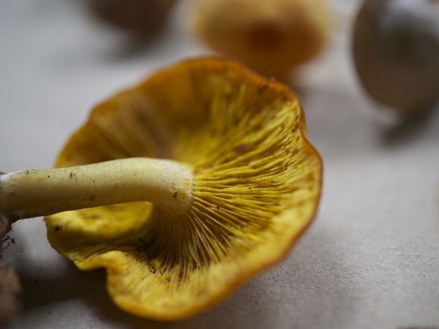 False chanterelle 790 xxx