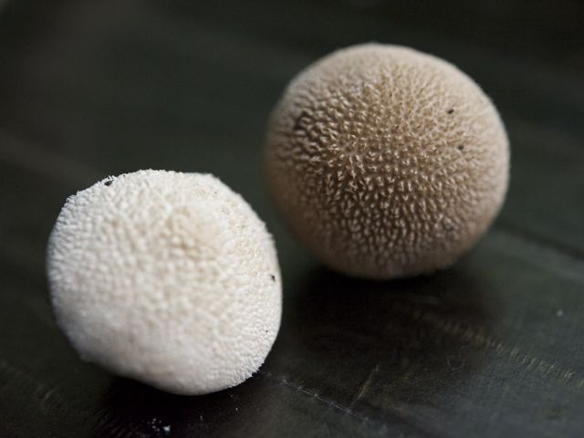 Puffballs 790 xxx