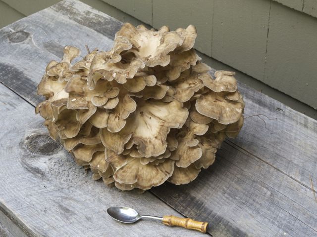 More maitake  790 xxx