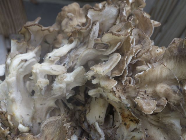 Maitake 2 790 xxx