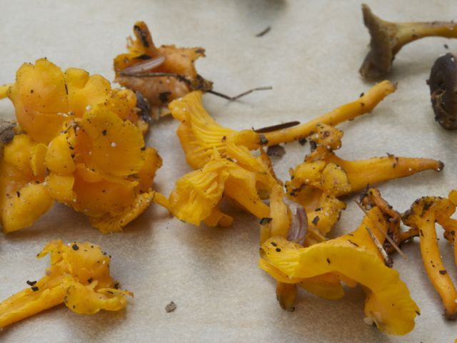 Chanterelles 790 xxx