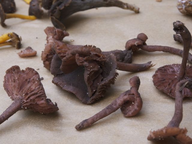 Purple chanterelles 790 xxx