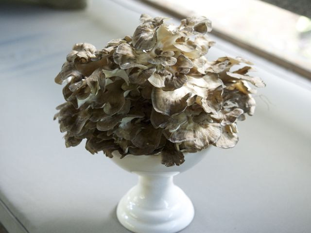 Maitake in dish 790 xxx