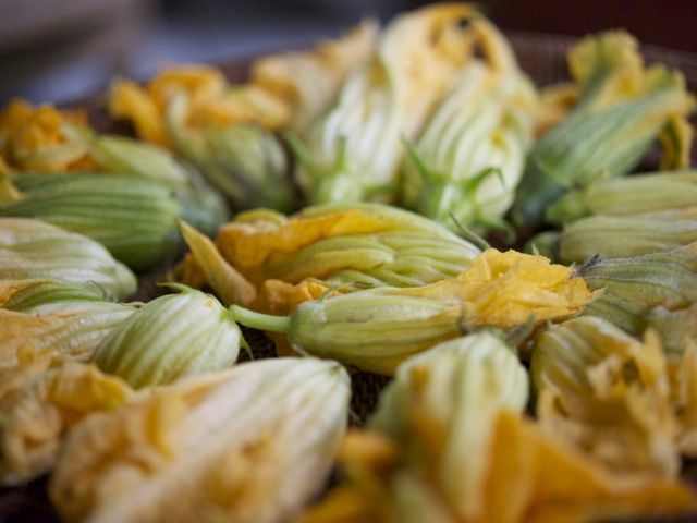 Zucchini blossoms 790 xxx