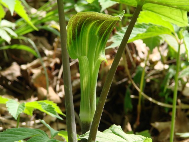 Jackinthepulpit 790 xxx