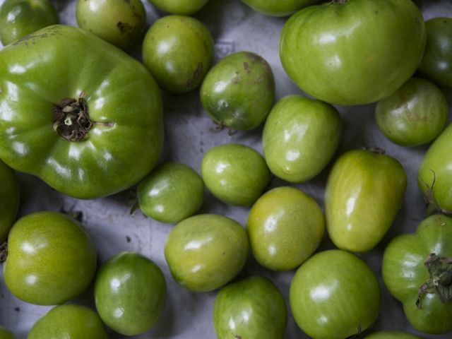 Green tomatoes 21 790 xxx