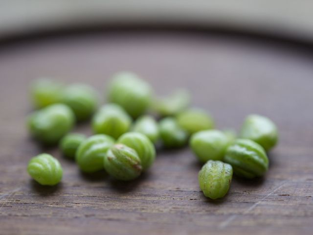 Nasturtium buds 790 xxx