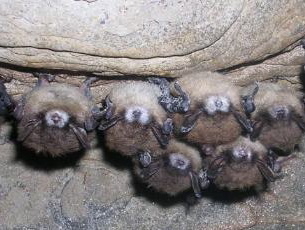 Bats 790 xxx