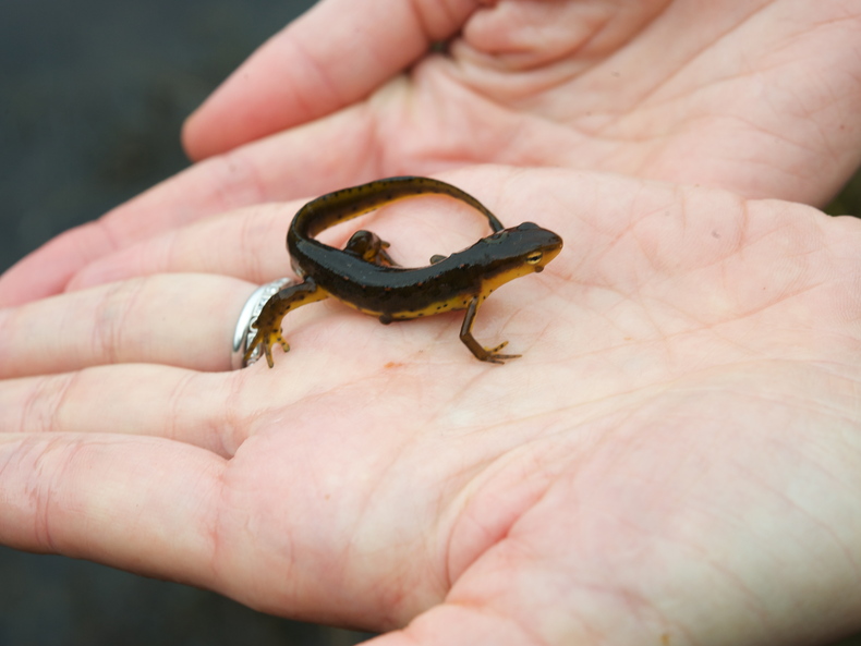 Salamander1 790 xxx