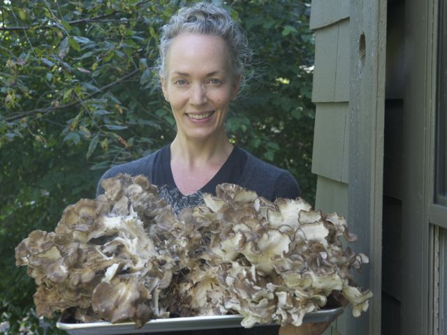 Maitake 790 xxx