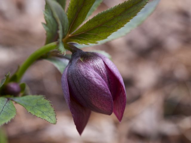 Hellebore 790 xxx