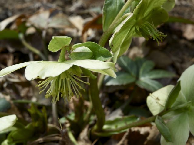 Hellebores 2 790 xxx