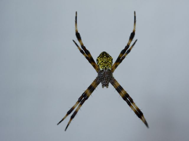 Spider 1 790 xxx