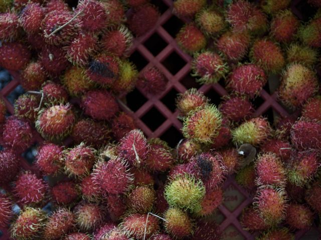 Rambutan 790 xxx