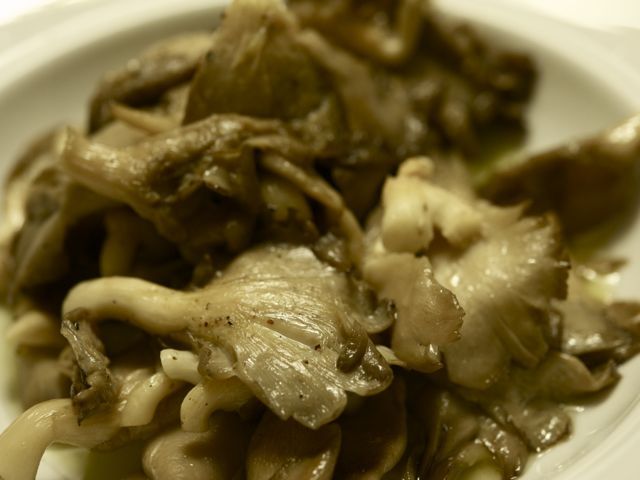 Oyster mushrooms 790 xxx