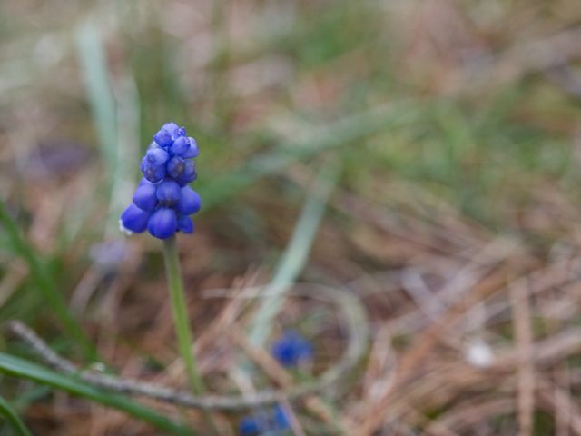 Muscari 790 xxx