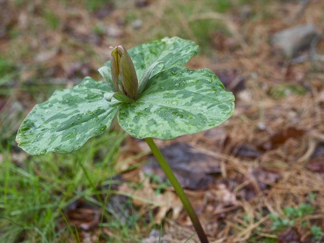 Trillium1 790 xxx