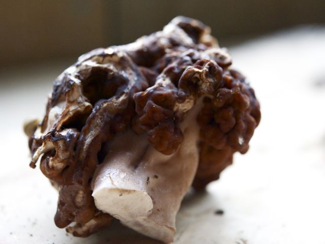 False morel 790 xxx