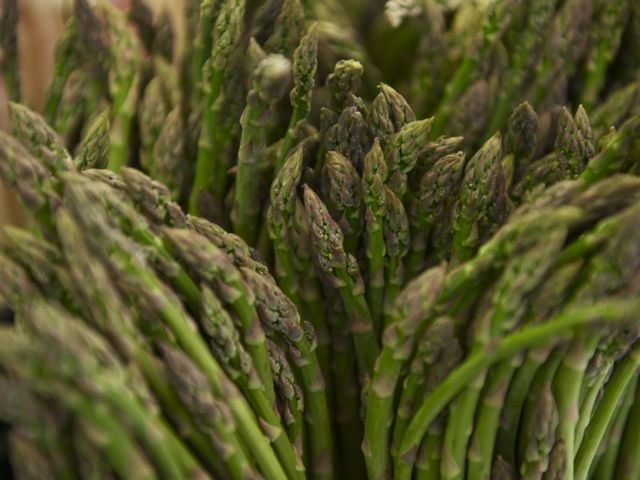 Asparagus 790 xxx