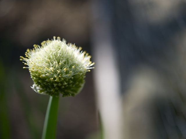 Scallion flower 790 xxx