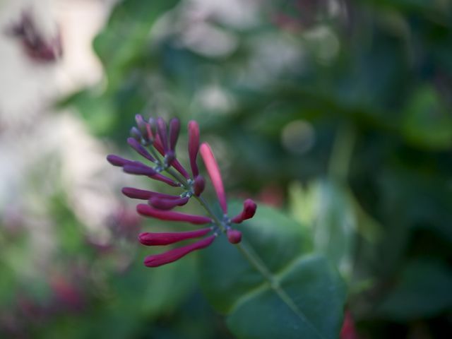 Honeysuckle 790 xxx