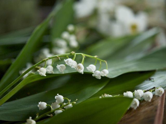 Lilies of the valley 790 xxx