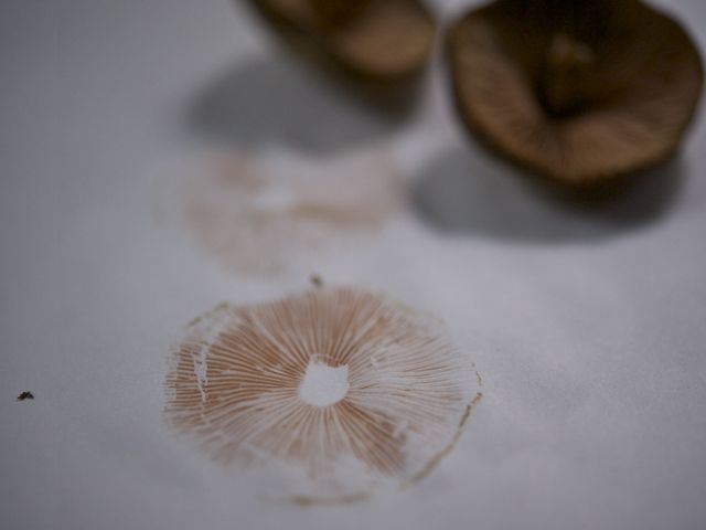 Spore print 790 xxx