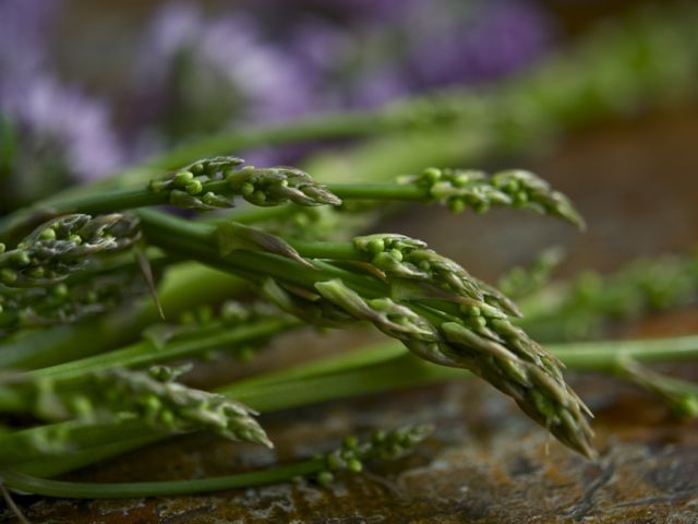 Wild asparagus1 790 xxx