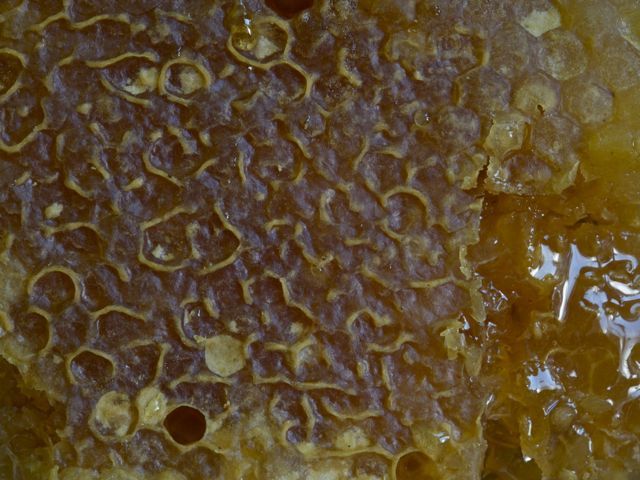 Honeycomb 1 790 xxx