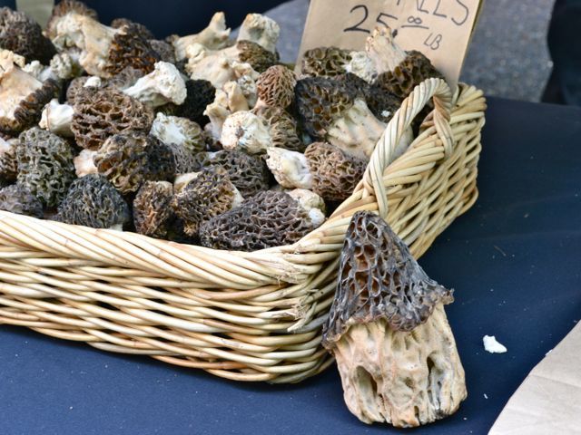 Morels 790 xxx