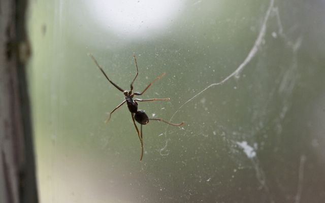 Spider ant 790 xxx