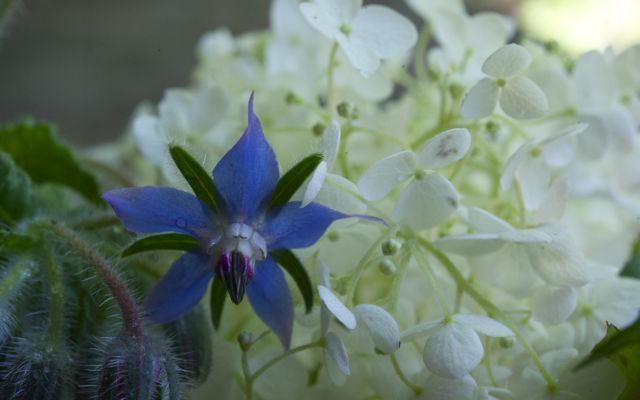 Borage 790 xxx